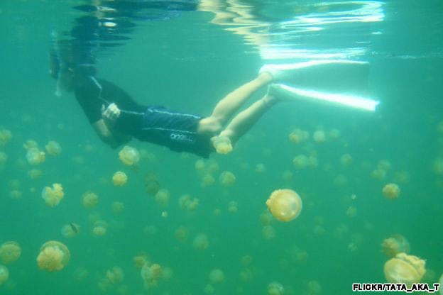 CNN Jellyfish Lake