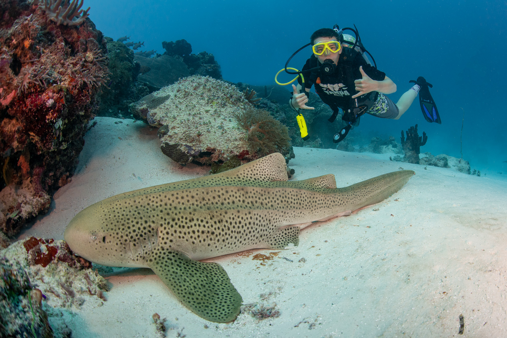 Dive Palau Explore Underwater Wonders In Pristine Paradise